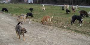 7 Köyde Başıboş Köpek Alarmı