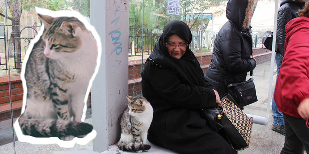 Çanakkale Gündem Gazetesi Duraktaki kedi