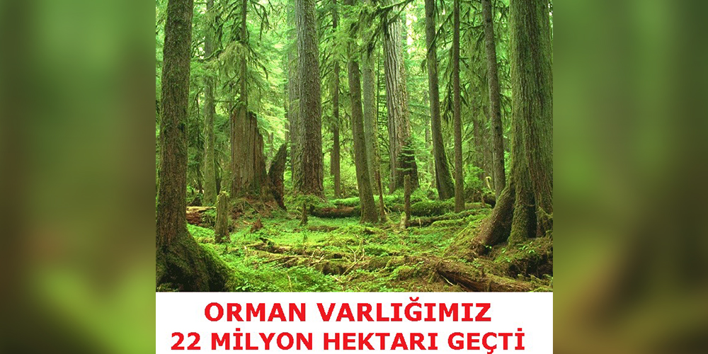 Türkiye orman alanını artıran