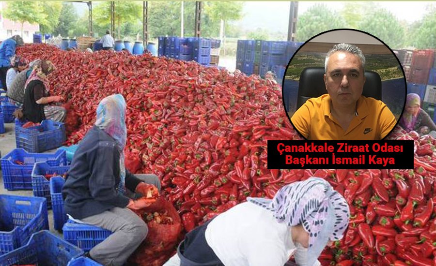 Geçtiğimiz sene Yenice’deki kapya