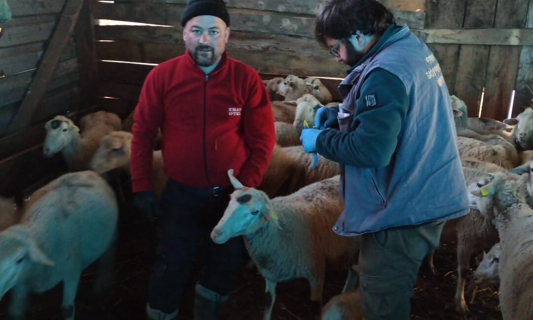 Yenice'de küçükbaş hayvanların küpeleme