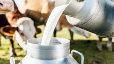 Ticari işletmelerce 897 bin 379 ton süt toplandı