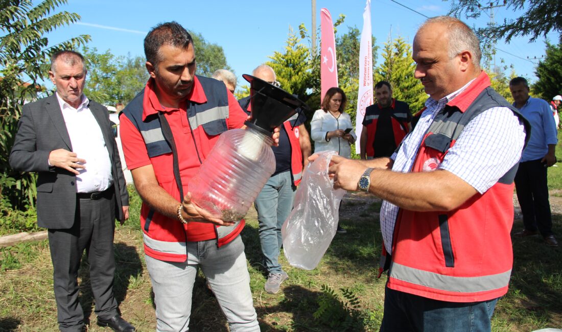 Samsun’un Çarşamba Ovası’nda kahverengi