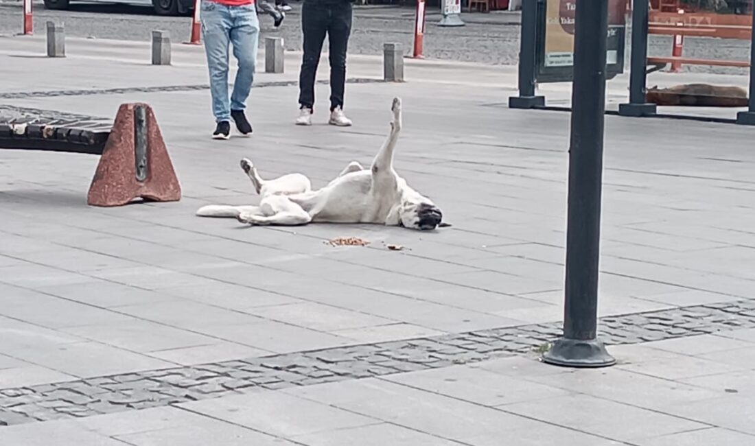 Bugün öğle saatlerinde İskele