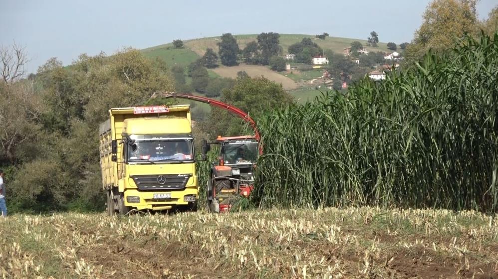 Samsun’un Bafra Ovası’nda bir