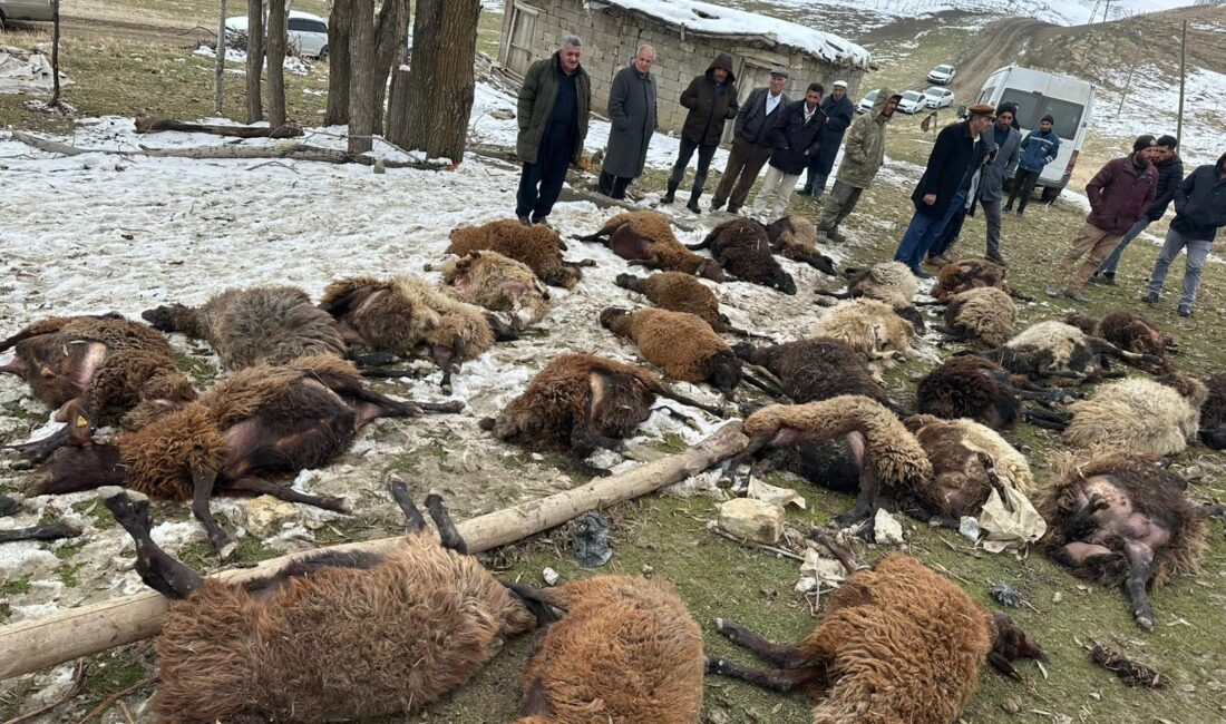 Muş’ta bir ahırın çökmesi