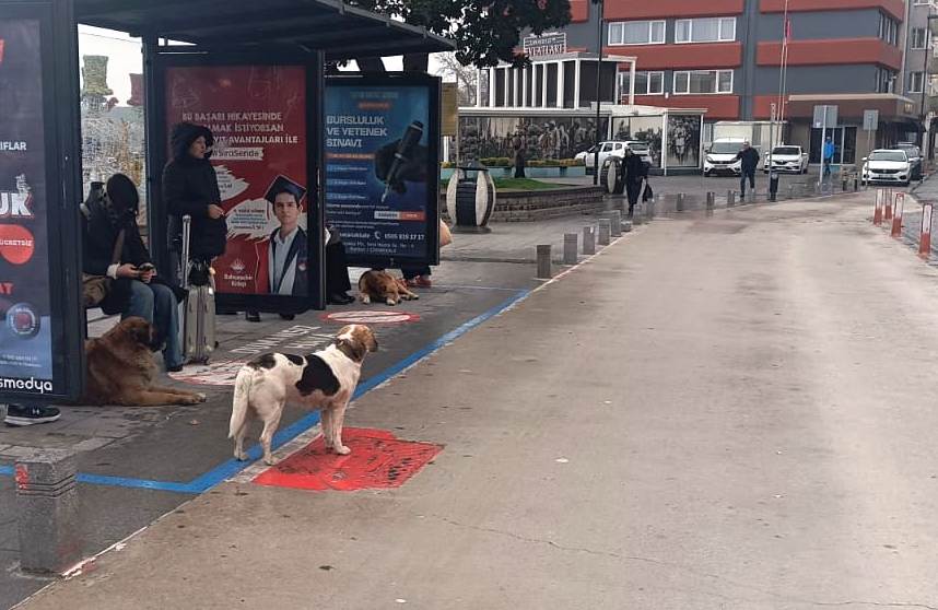 Çanakkale’de soğuk ve rüzgarlı